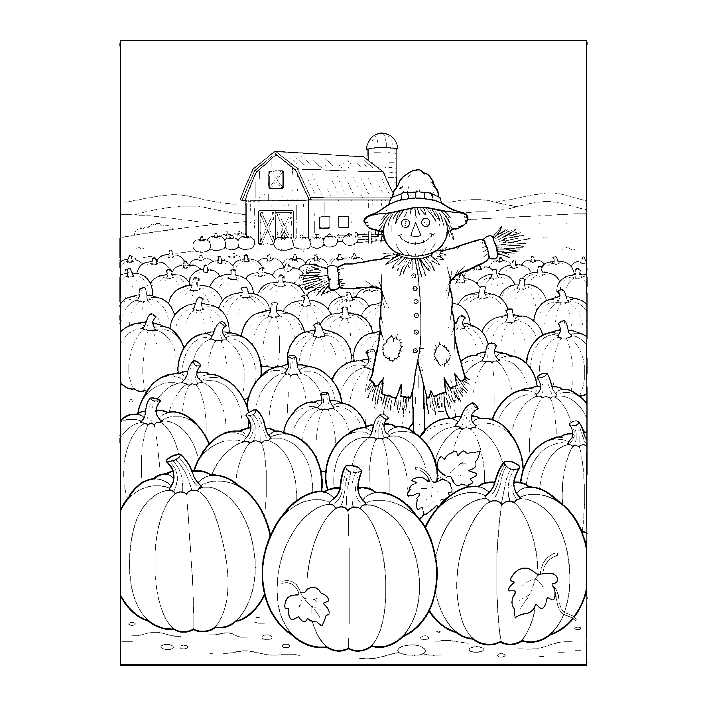 Champ de citrouilles