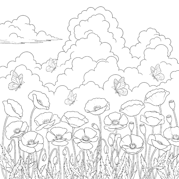 Champ de coquelicots