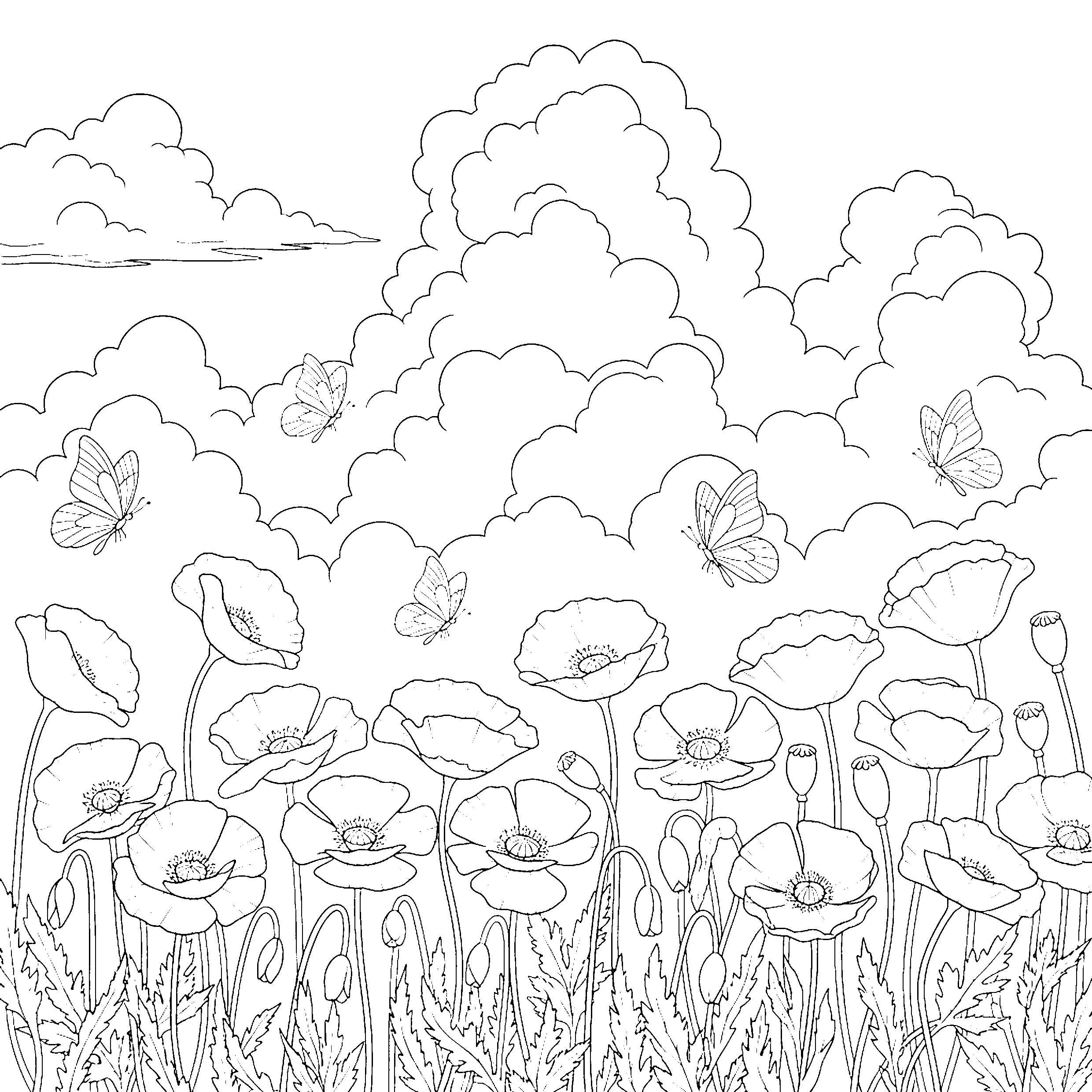 Champ de coquelicots