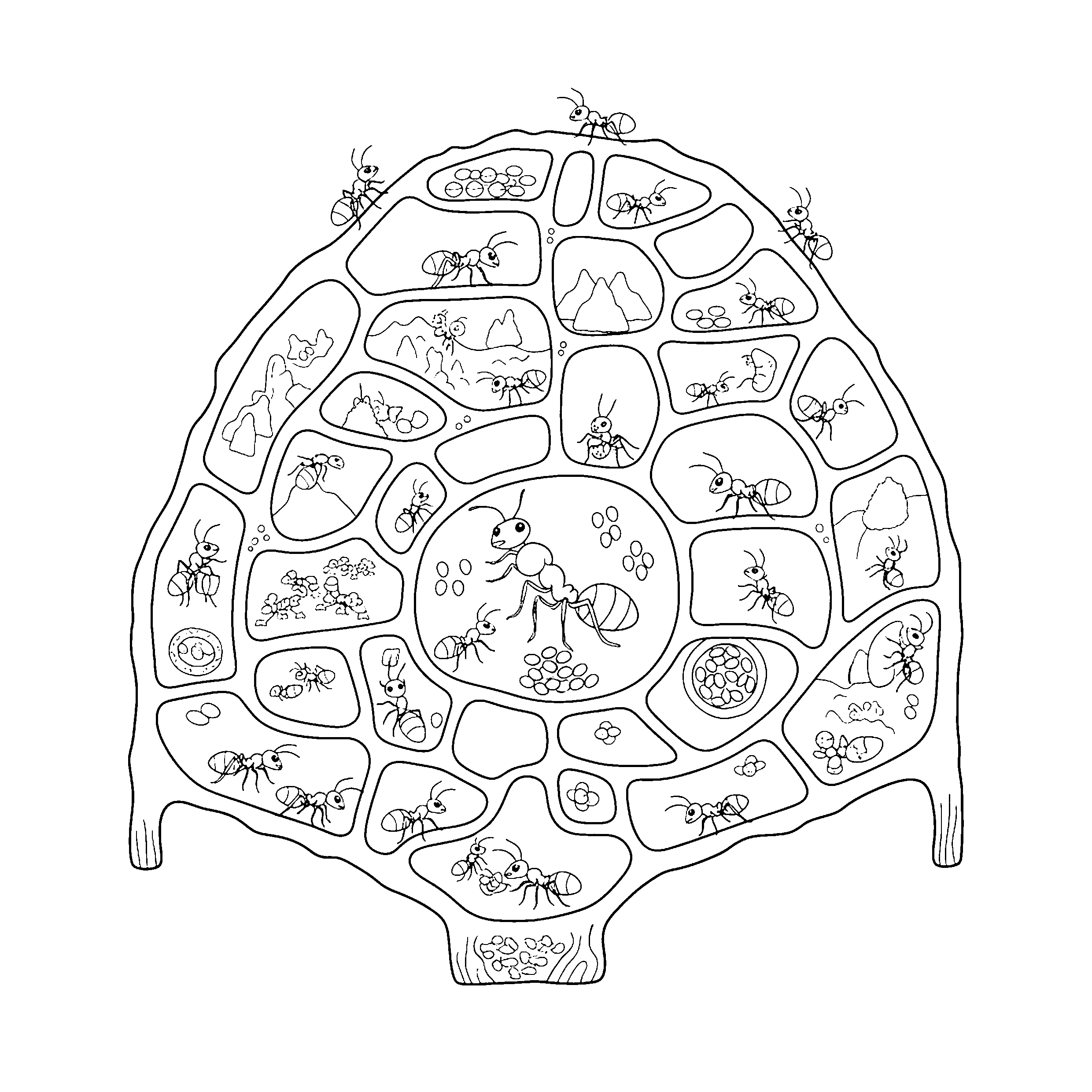 Fourmilière en coupe