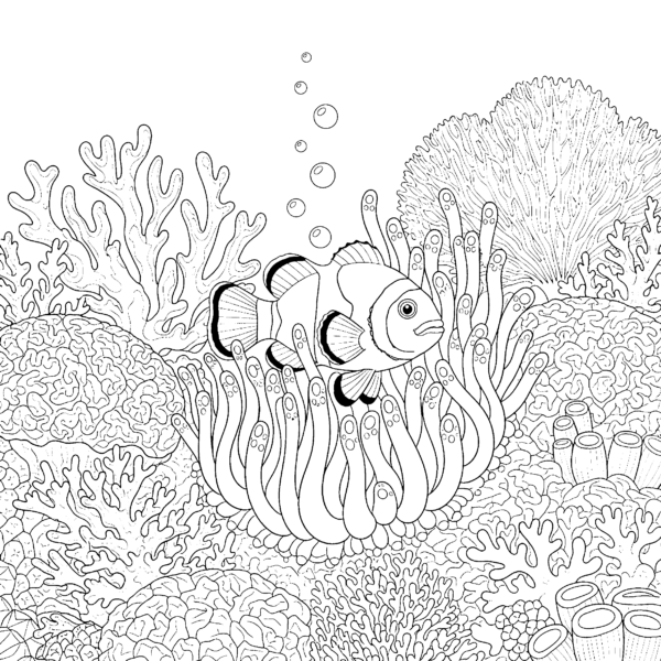 Poisson-clown et anémone