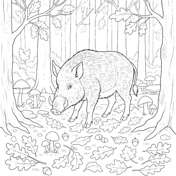 Sanglier en forêt